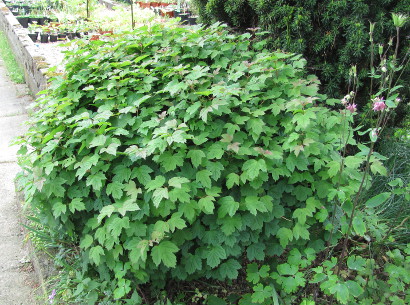 Viburnum opulus 'Nanum'